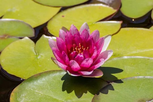 杏彩娱乐 移动应用背景